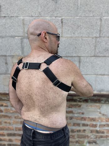 A bear in a backpack harness with black webbing and silver hardware as seen from the back