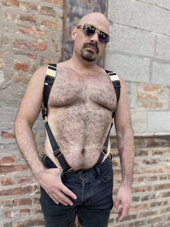 a bear in a backpack harness with black seatbelt webbing and light gold hardware as seen from the back