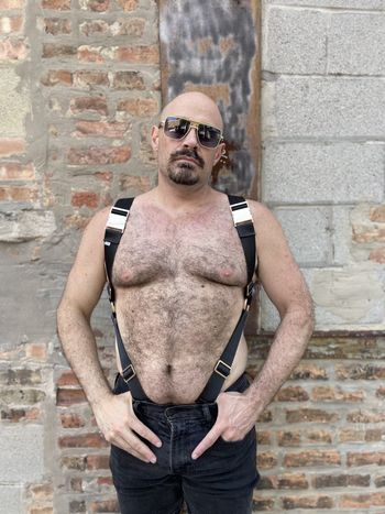 a bear in a backpack harness with black seatbelt webbing and light gold hardware as seen from the front