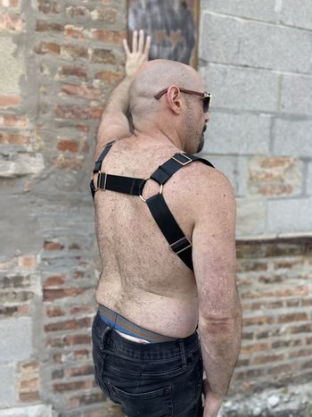 a bear in a backpack harness with black seatbelt webbing and light gold hardware as seen from the side