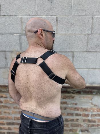 a pup in a backpack harness with black seatbelt webbing and light gold hardware as seen from the side