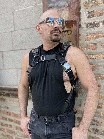 A pup in a bulldog harness with black webbing and silver hardware as seen from the front
