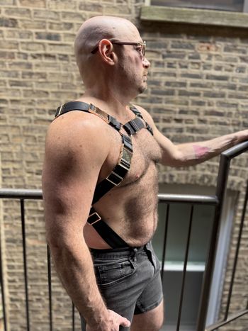 a pup in a bulldog harness with black seatbelt webbing and light gold hardware as seen from the side