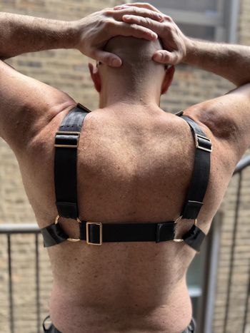 a pup in a bulldog harness with black seatbelt webbing and light gold hardware as seen from the back