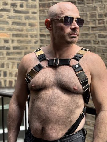 a pup in a bulldog harness with black seatbelt webbing and light gold hardware as seen from the front