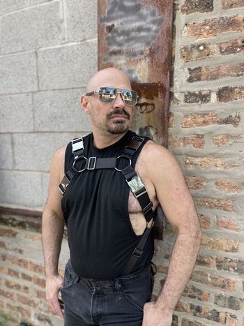 A bear in a bulldog harness with black seatbelt webbing and gunmetal hardware as seen from the side