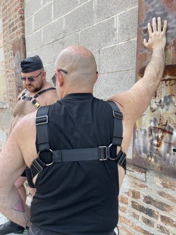 A bear in a bulldog harness with black seatbelt webbing and gunmetal hardware as seen from the back