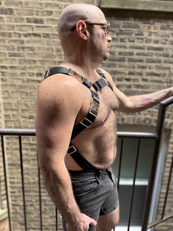 A bear in a bulldog harness